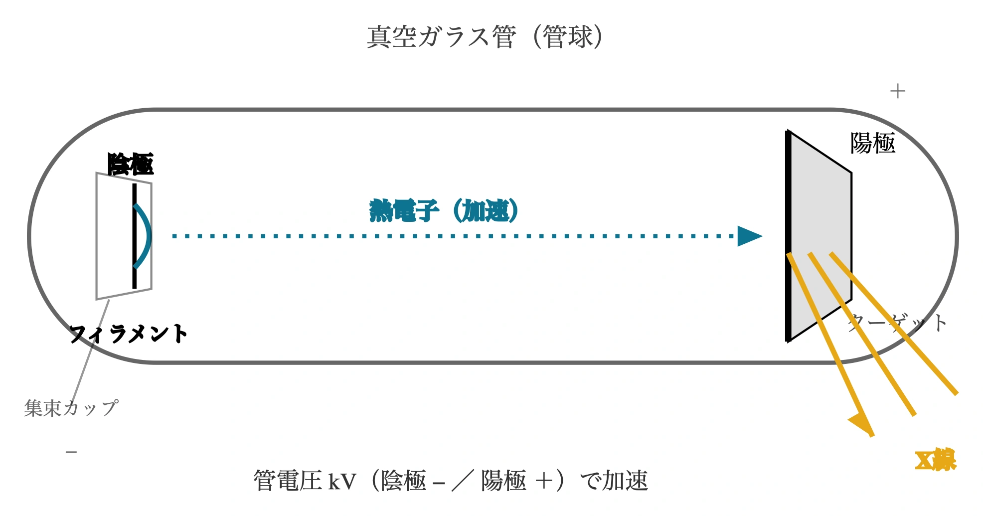 図: X線管の構造。陰極フィラメントから放出された熱電子が管電圧で加速され、陽極ターゲットに衝突してX線を放出する。