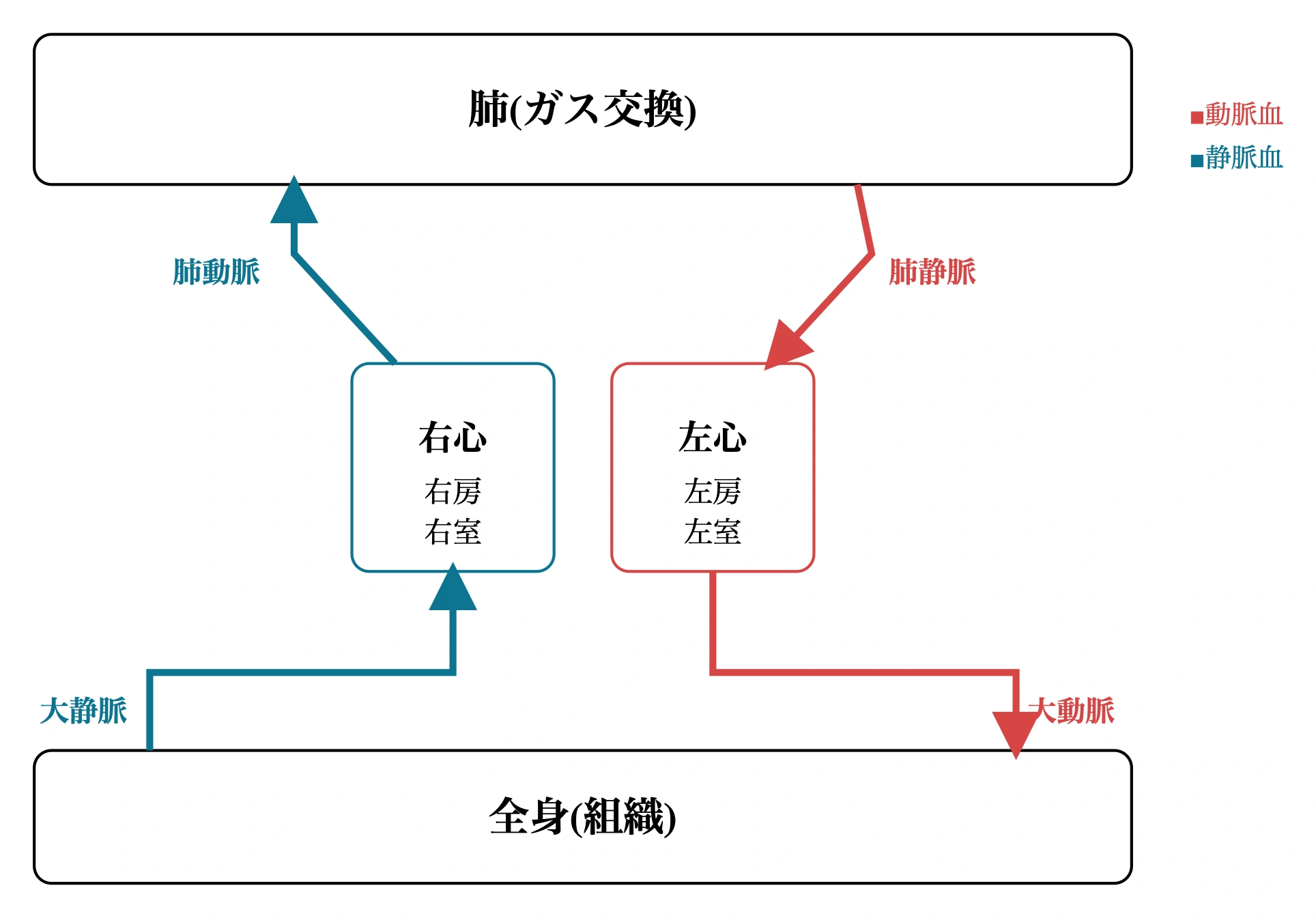 図: 体循環と肺循環。右心系→肺動脈(静脈血・青)→肺でガス交換→肺静脈(動脈血・赤)→左心系→大動脈で全身へ。肺動脈だけが静脈血、肺静脈だけが動脈血を運ぶ。