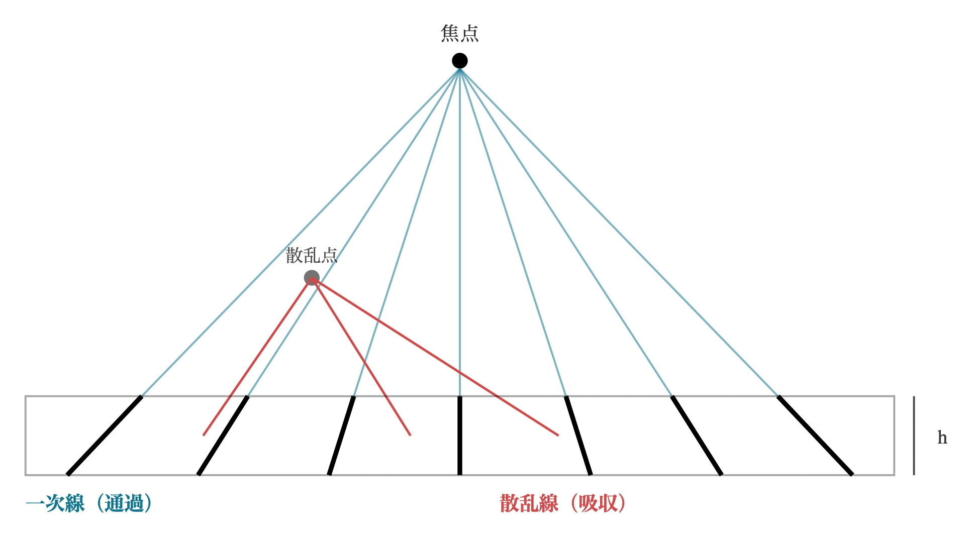 図: 集束グリッドの幾何。鉛箔は焦点に向けて少しずつ傾いており、焦点から来る一次線は箔の間を通り抜ける（青）。被写体で発生した斜め方向の散乱線（赤）は箔に当たって吸収される。中央の箔は垂直で、外側ほど傾きが大きい。グリッド比は鉛箔の高さhと間隔Dの比h/Dで、比が大きいほど斜入線をよく除去する。